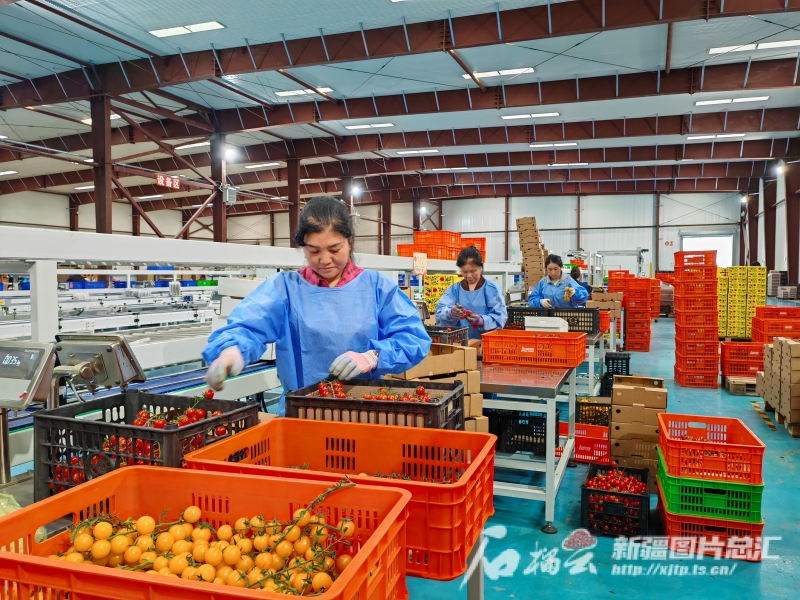 霍尔果斯现代农业科技产业园内,工人在分拣西红柿。逯风暴摄 霍尔果斯现代农业科技产业园内,工人在分拣西红柿。逯风暴摄