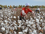 新疆阿拉尔：棉田拾花