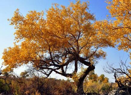 新疆原始胡杨林披&ldquo;金装&rdquo; 唯美壮观惹人醉
