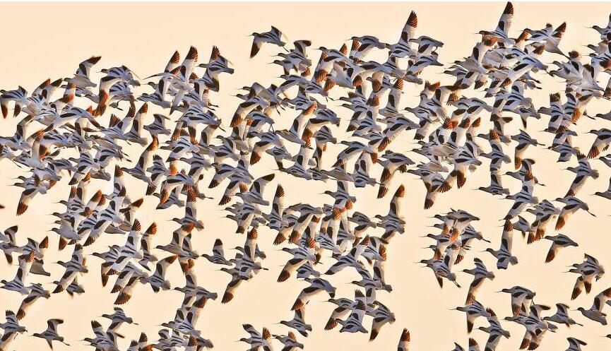 万只反嘴鹬&ldquo;组团&rdquo;亮相东洞庭湖 场面壮观