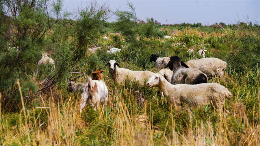 新疆是個好地方丨羊群漫步萬畝紅柳林