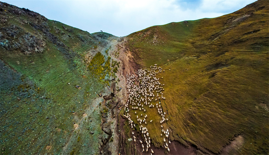 新疆和硕：秋季转场进行时 十万牲畜大迁徙