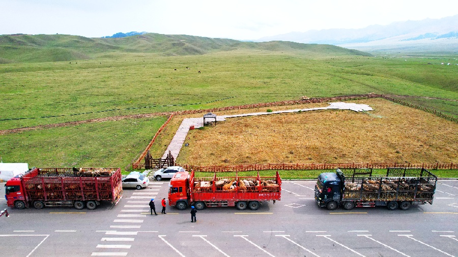 有排面！新疆新源74万余头牲畜乘车转场