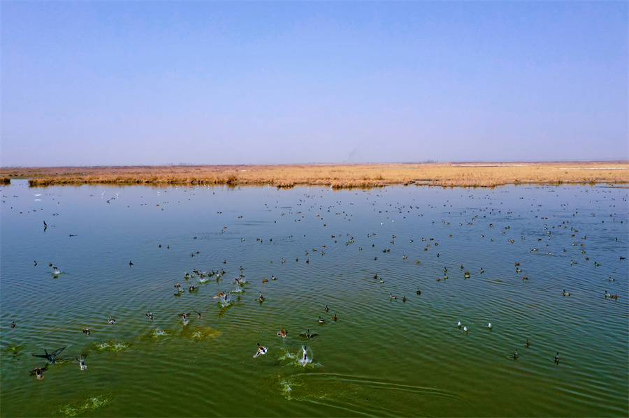 新疆库车：原生态湿地上万只候鸟空中翱翔 水中觅食嬉戏